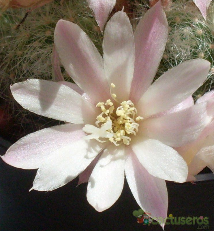 A photo of Rebutia pulvinosa