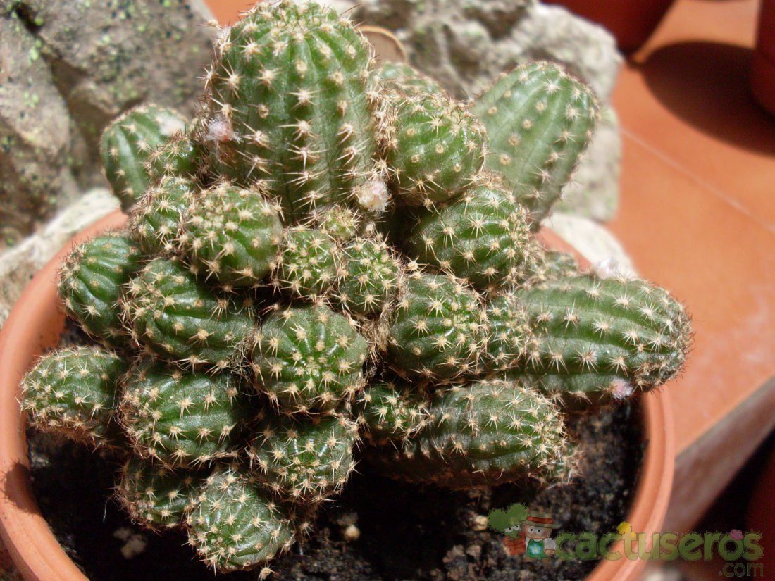 A photo of Chamaelobivia cv. violet
