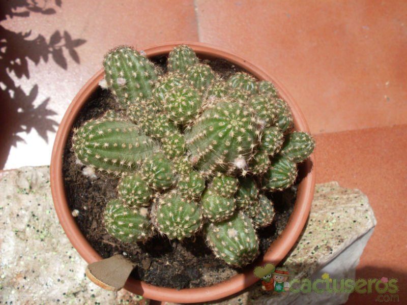 A photo of Chamaelobivia cv. violet