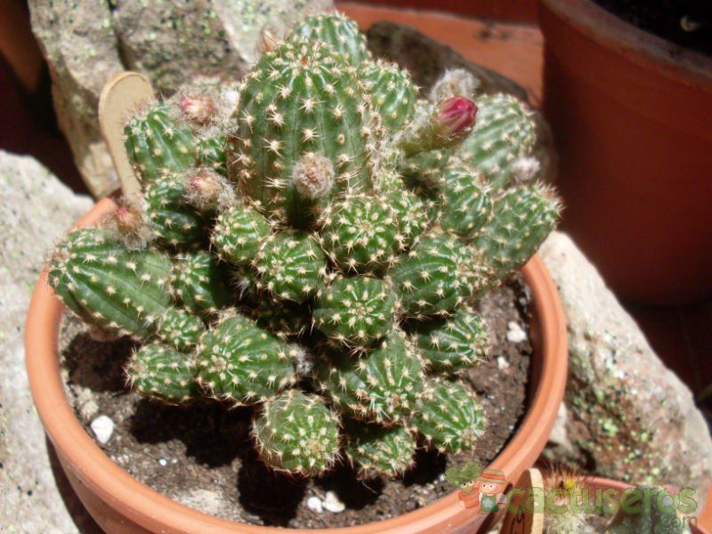 A photo of Chamaelobivia cv. violet