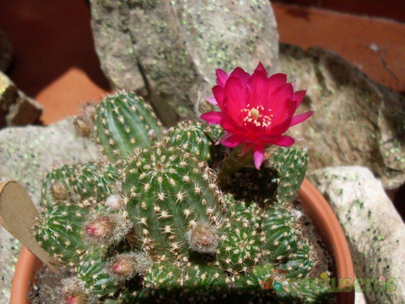 A photo of Chamaelobivia cv. violet