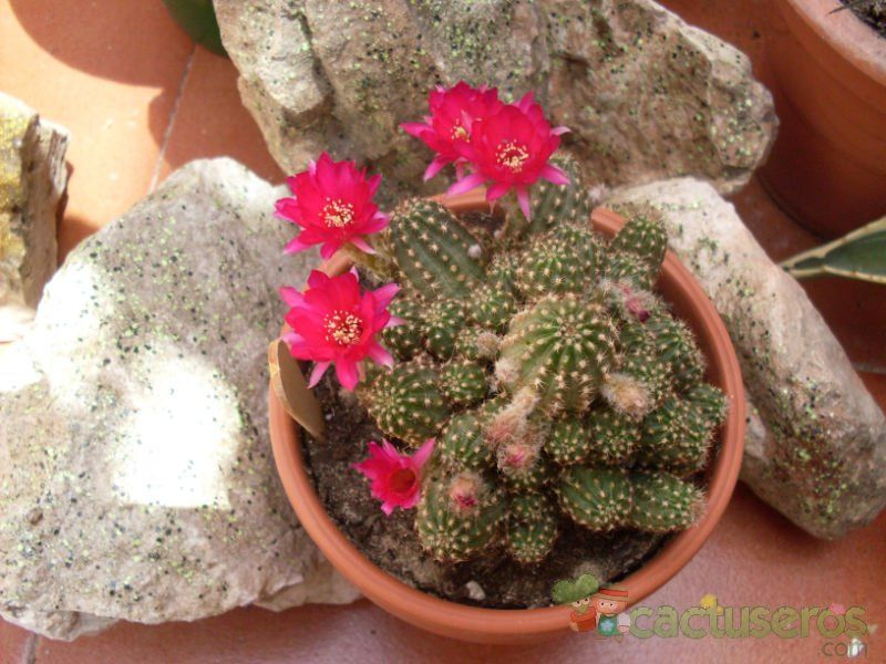 A photo of Chamaelobivia cv. violet