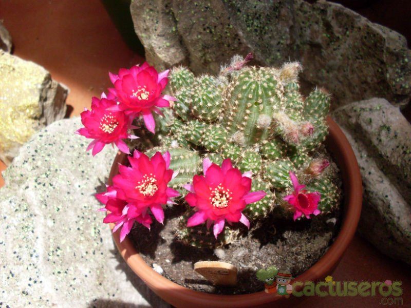 A photo of Chamaelobivia cv. violet