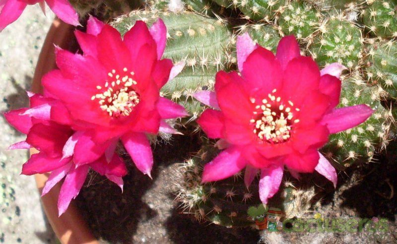 A photo of Chamaelobivia cv. violet