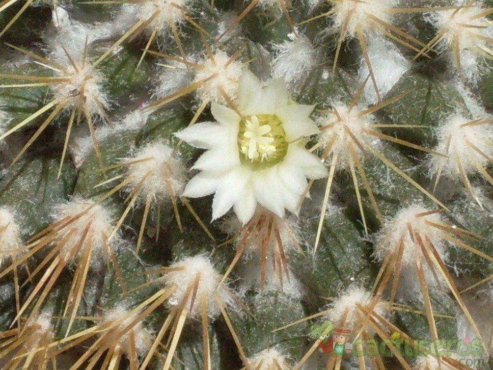 Una foto de Mammillaria flavescens var. nivosa