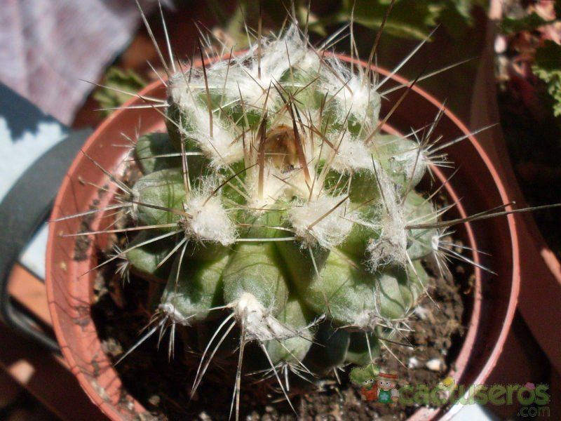 A photo of Copiapoa longispina