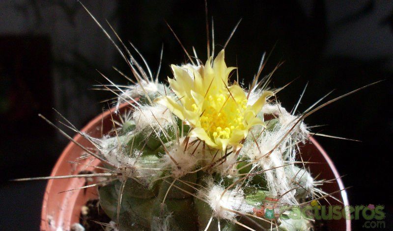 A photo of Copiapoa longispina