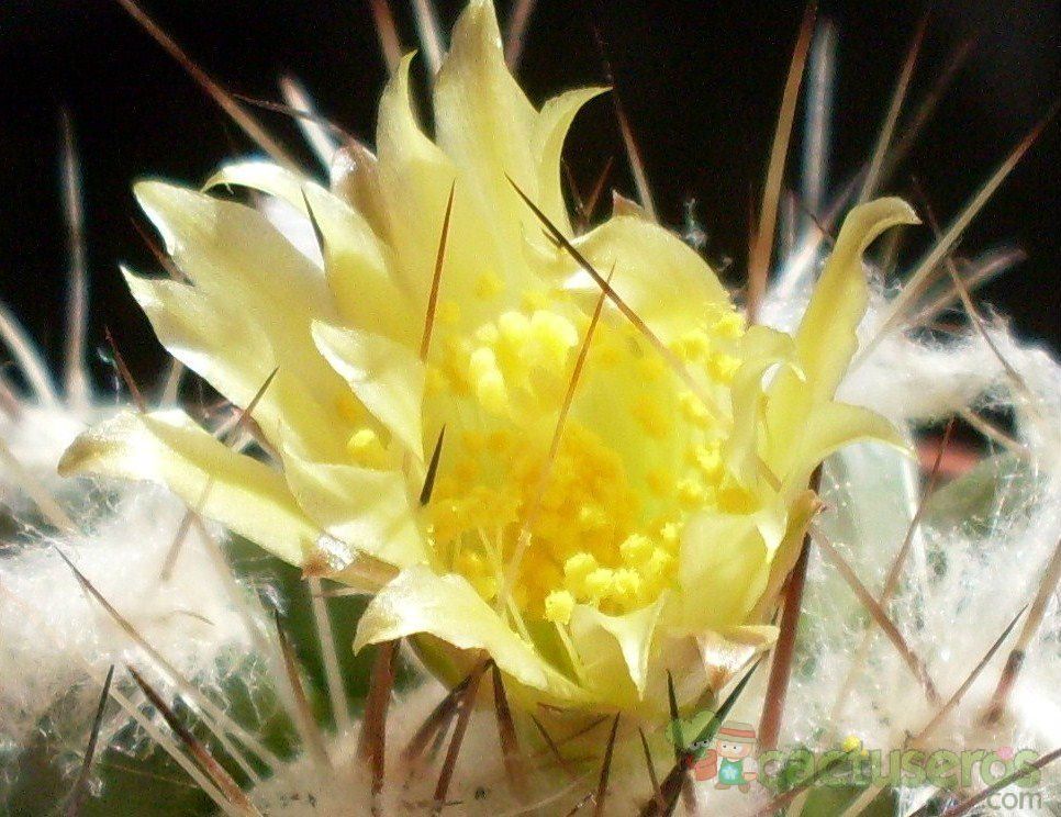 A photo of Copiapoa longispina