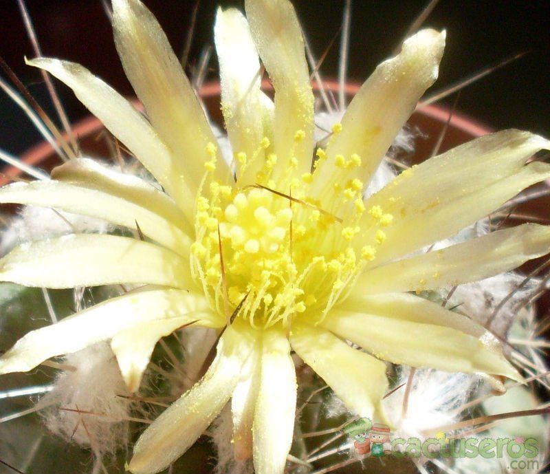 A photo of Copiapoa longispina