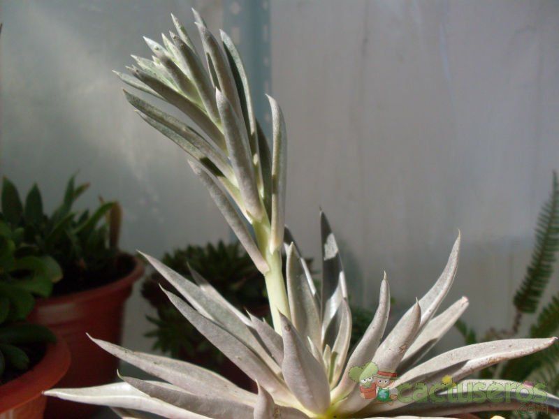 A photo of Echeveria bifurcata  