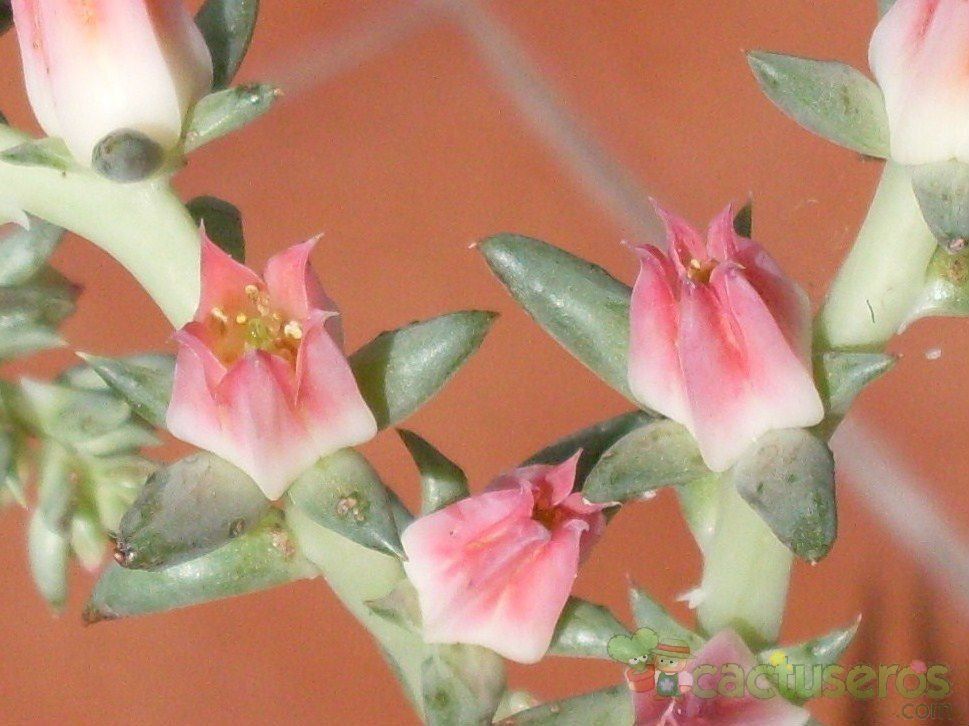 A photo of Echeveria bifurcata  