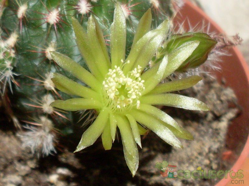 Una foto de Echinocereus viridiflorus