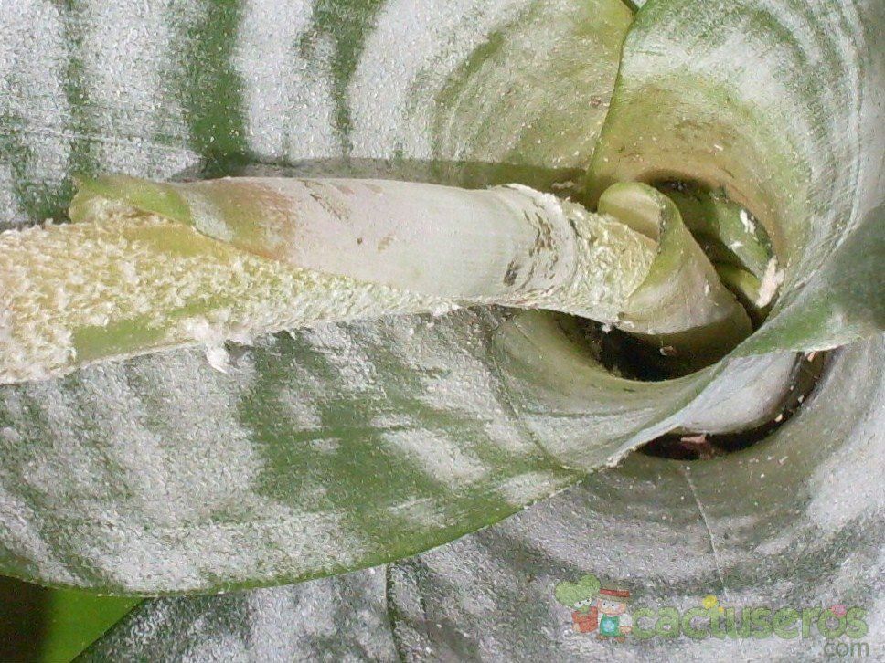 A photo of Aechmea fasciata  