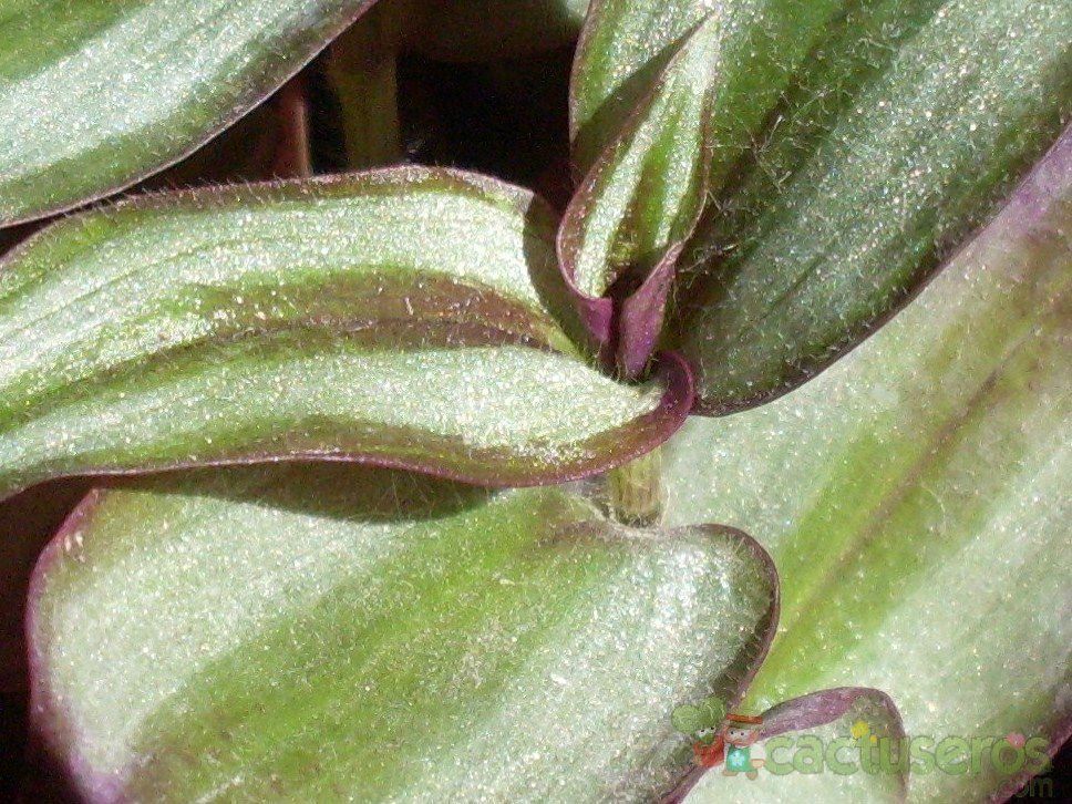 A photo of Tradescantia zebrina