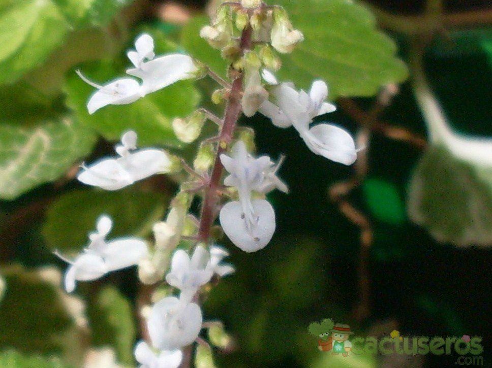 Una foto de Plectranthus madagascariensis fma. variegada