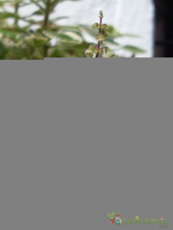 Una foto de Plectranthus madagascariensis fma. variegada