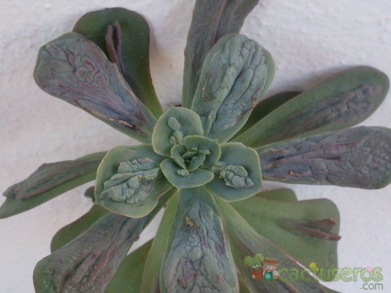 Una foto de Echeveria Baron Bold (HIBRIDO)