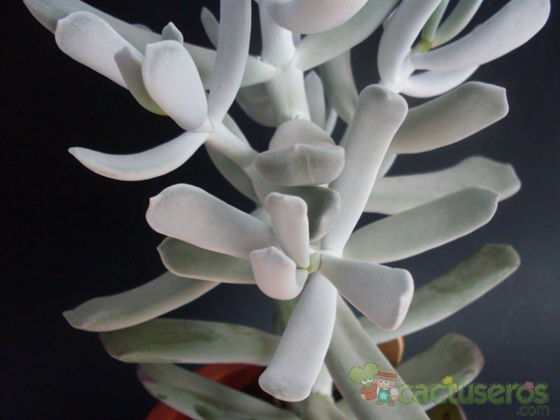 Una foto de Adromischus sphenophyllus  
