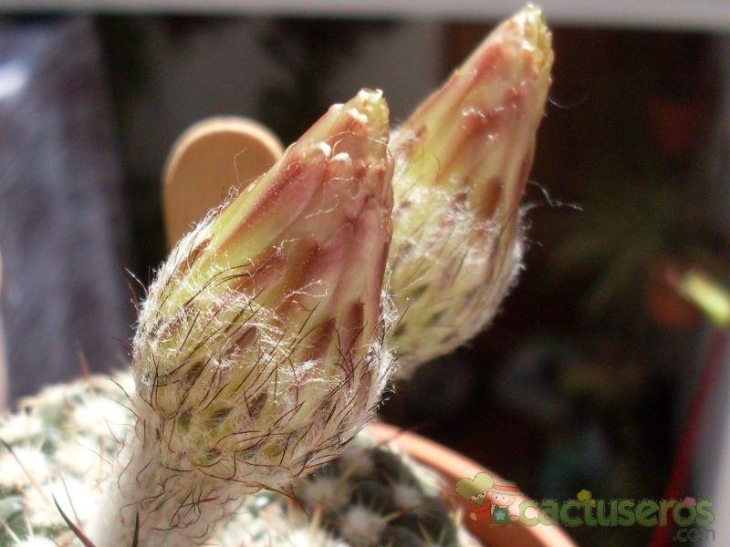 Una foto de Parodia concinna subsp. blaauwiana