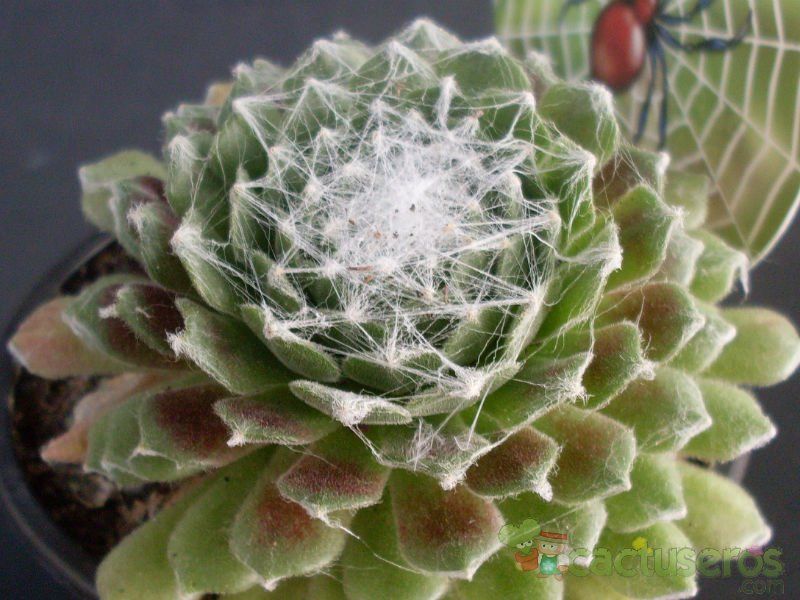Una foto de Sempervivum arachnoideum