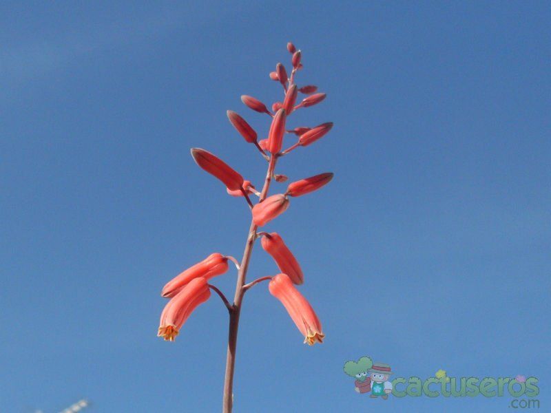 Una foto de Aloe cv. Blue Fang