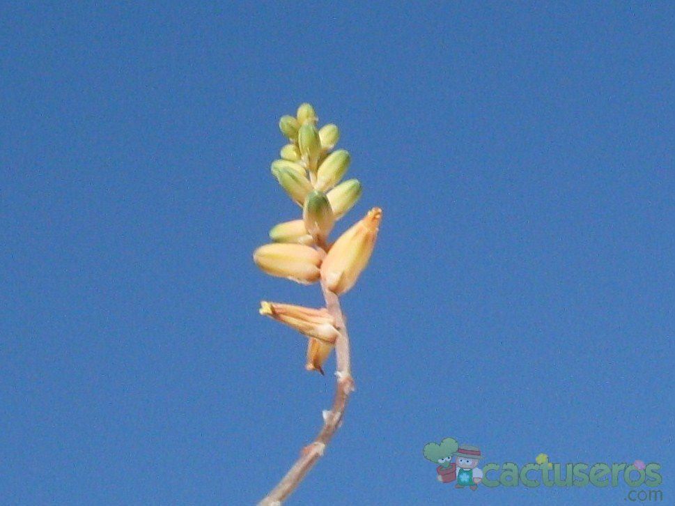 Una foto de Aloe Pepe (Aloe Discoingsii x Aloe Haworthioides)