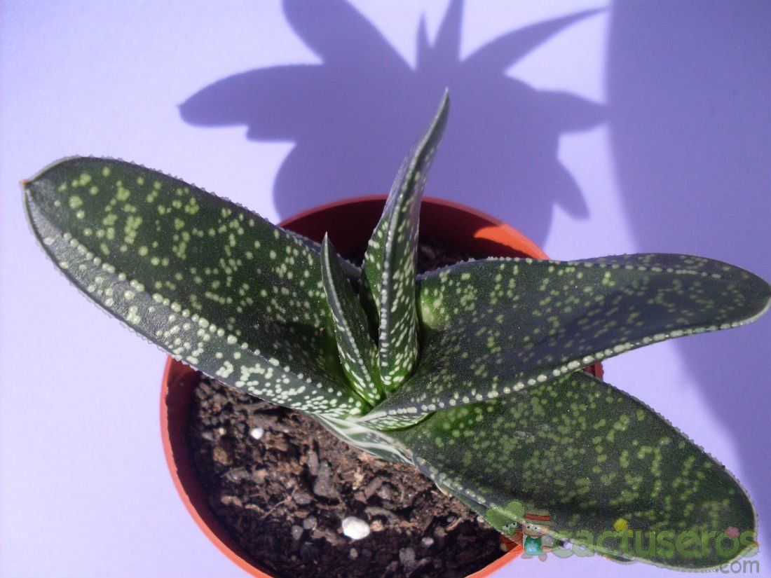 A photo of Gasteria brevifolia  