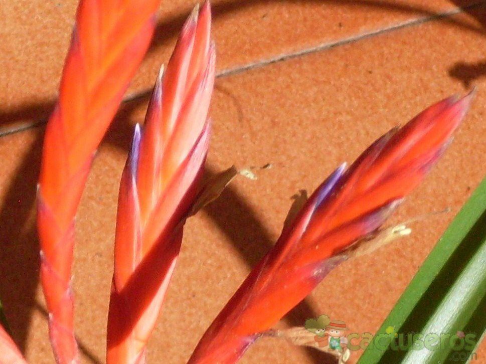 Una foto de Tillandsia flabellata  