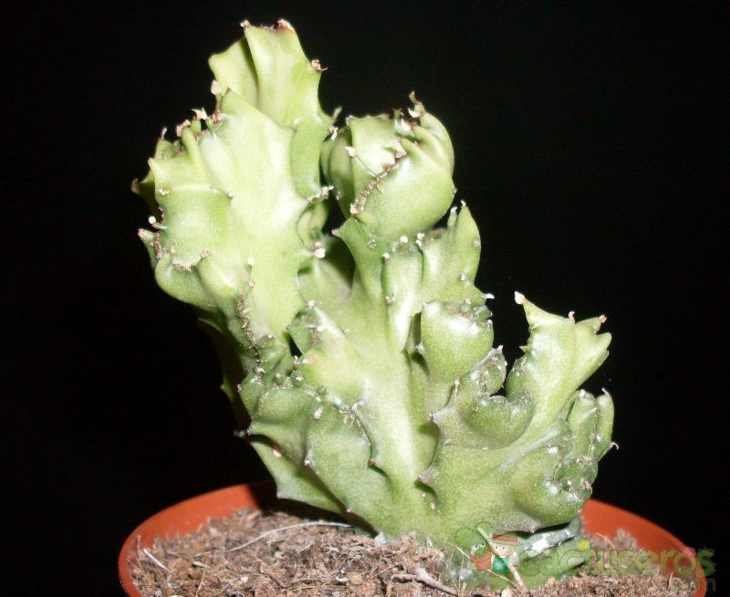 A photo of Euphorbia lactea fma. crestada