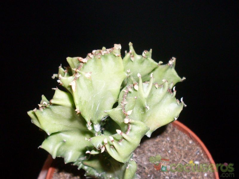 A photo of Euphorbia lactea fma. crestada
