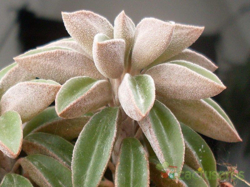 A photo of Peperomia asperula