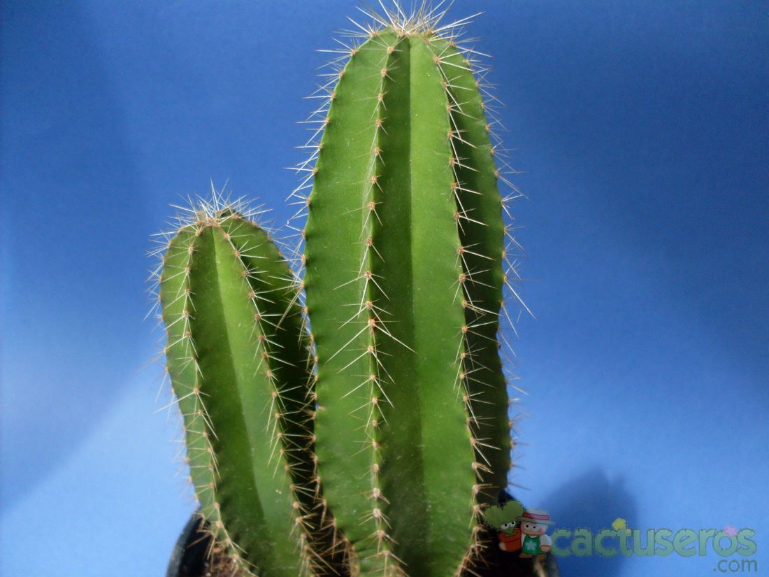 Una foto de Isolatocereus dumortieri