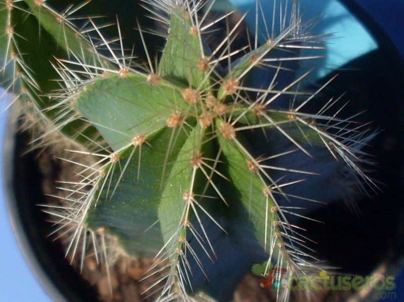 Una foto de Isolatocereus dumortieri
