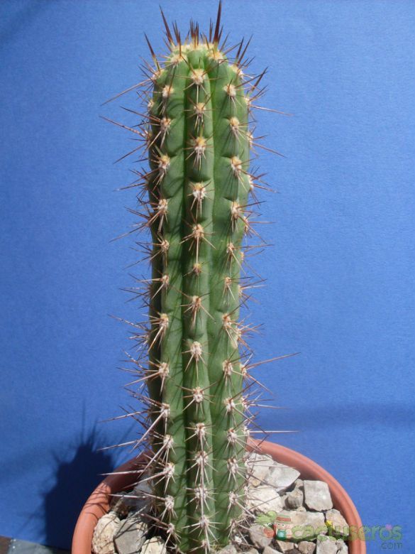 Una foto de Echinopsis peruviana