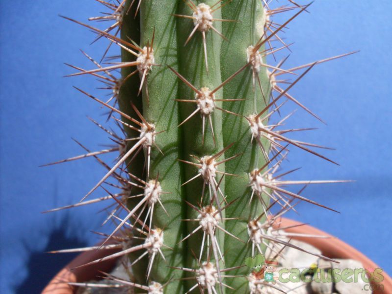 Una foto de Echinopsis peruviana