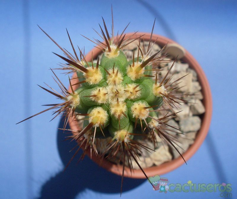 Una foto de Echinopsis peruviana