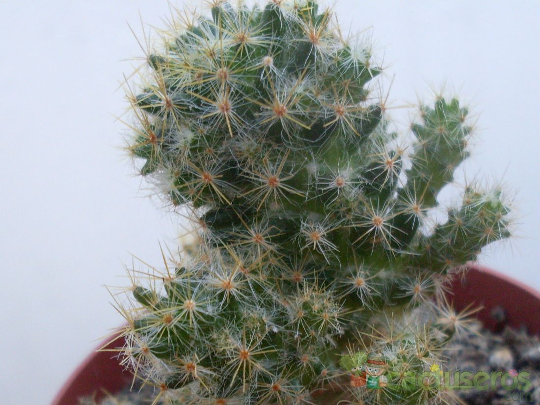 Una foto de Mammillaria prolifera ssp. multiceps