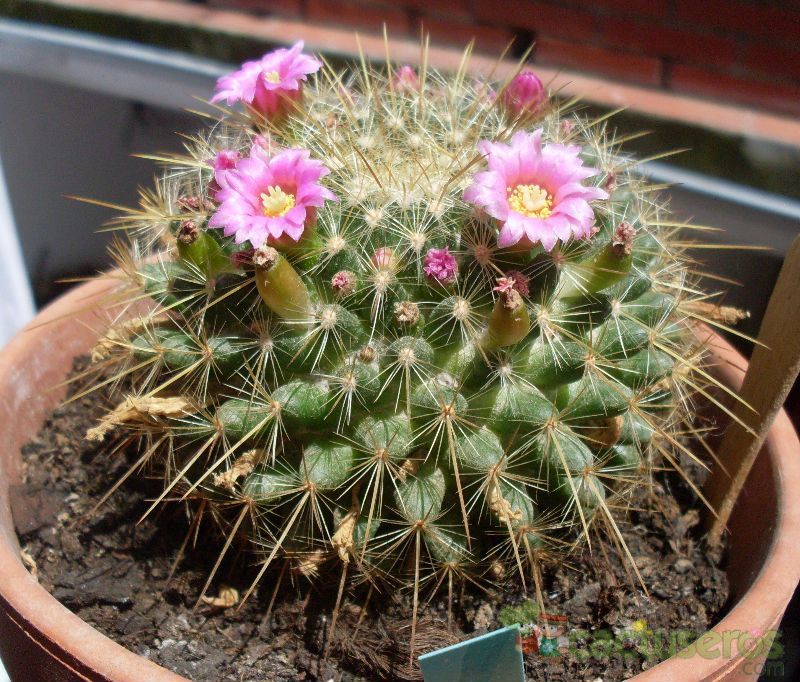 Una foto de Mammillaria rhodantha ssp. pringlei