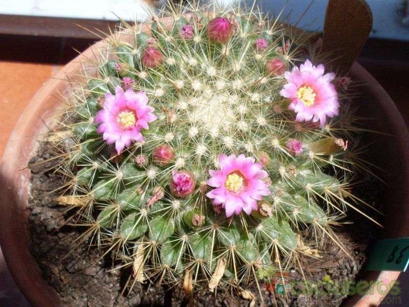 Una foto de Mammillaria rhodantha ssp. pringlei