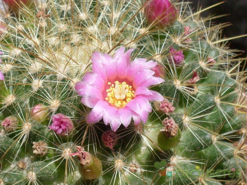 Una foto de Mammillaria rhodantha ssp. pringlei