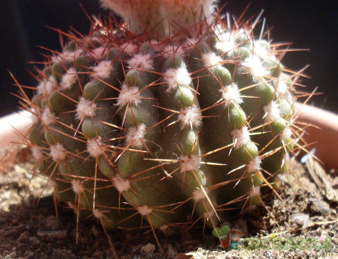 A photo of Parodia uebelmanniana x buiningii (HIBRIDO)