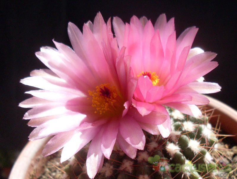 A photo of Parodia uebelmanniana x buiningii (HIBRIDO)