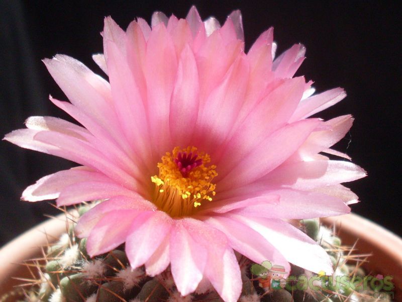 A photo of Parodia uebelmanniana x buiningii (HIBRIDO)