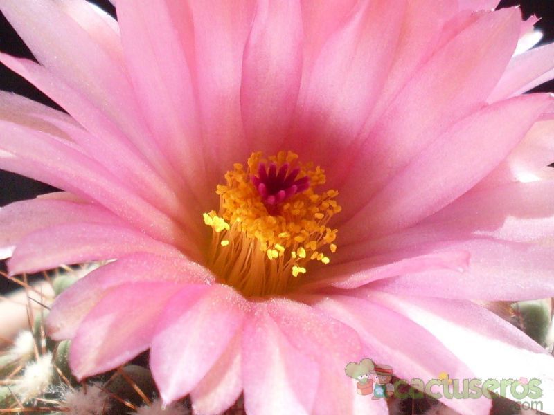 A photo of Parodia uebelmanniana x buiningii (HIBRIDO)