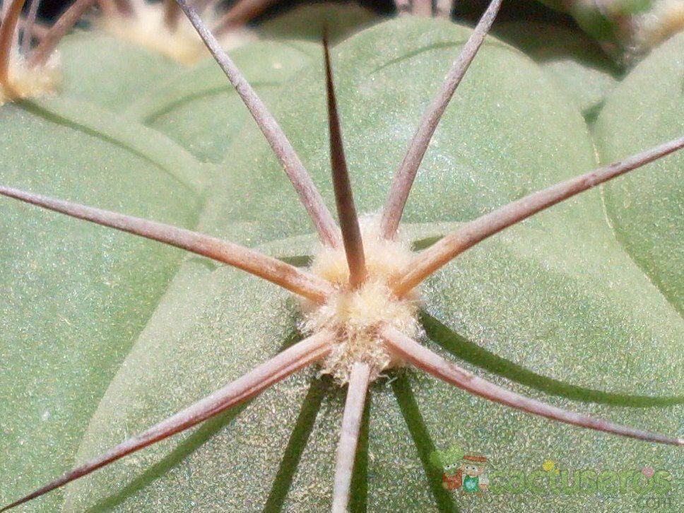Una foto de Gymnocalycium pflanzii