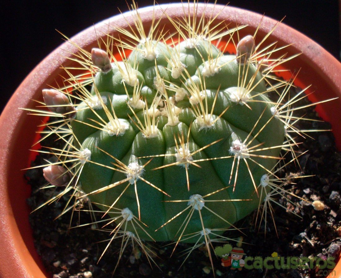 A photo of Gymnocalycium chacoense