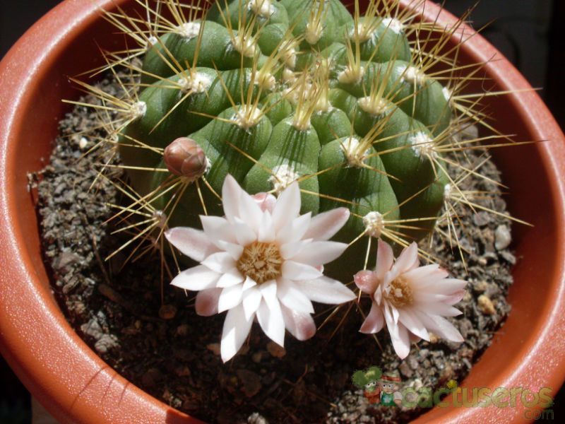 A photo of Gymnocalycium chacoense