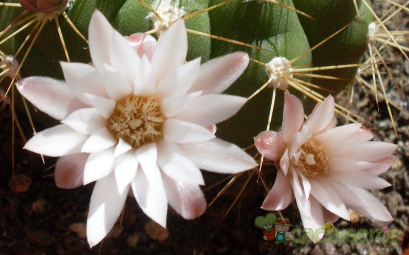 A photo of Gymnocalycium chacoense