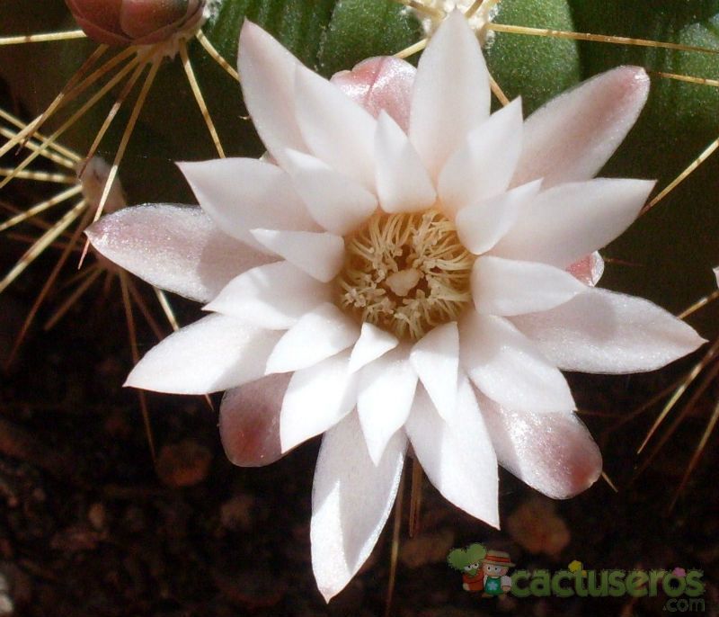 A photo of Gymnocalycium chacoense