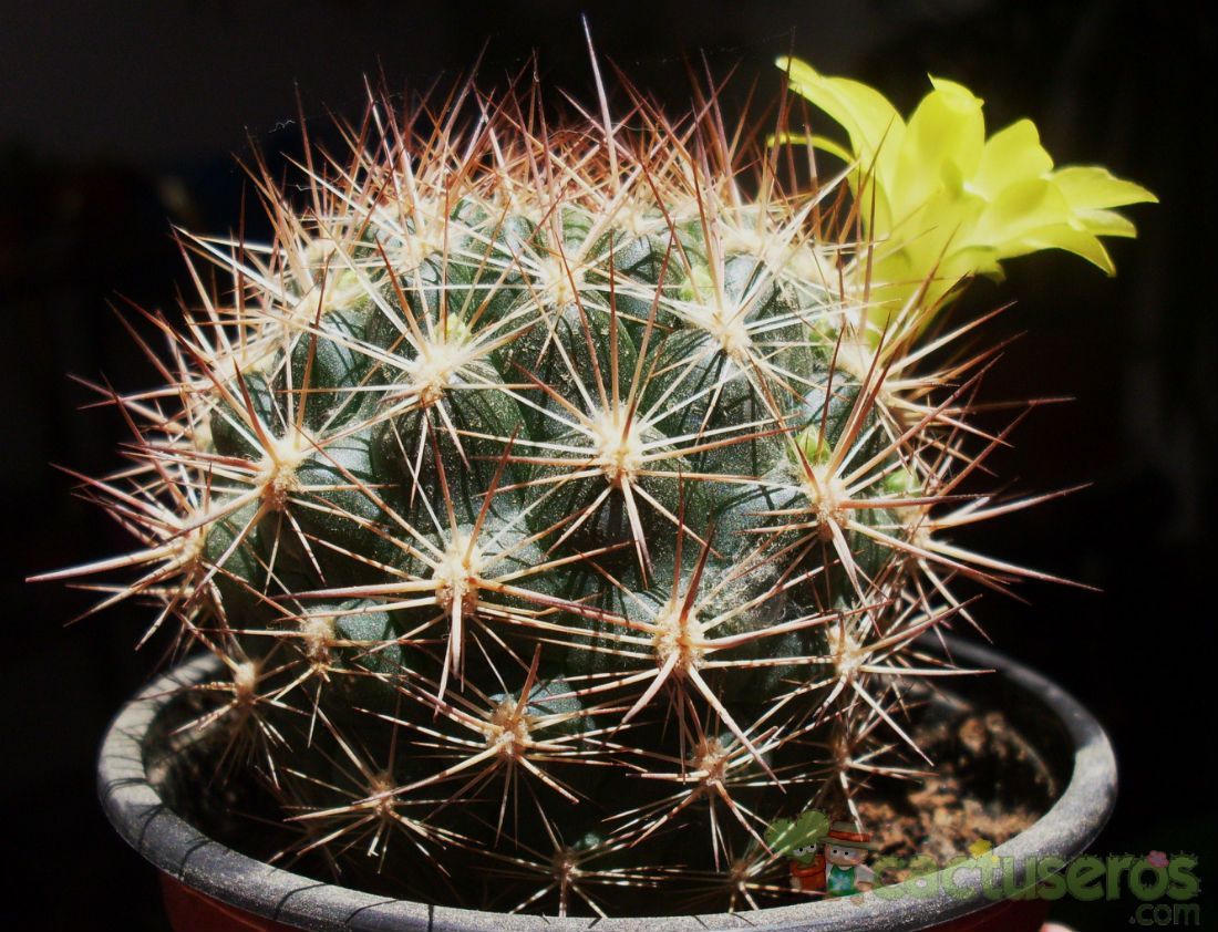 Una foto de Weingartia neocumingii